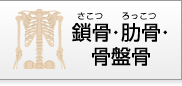 鎖骨・肋骨・骨盤骨